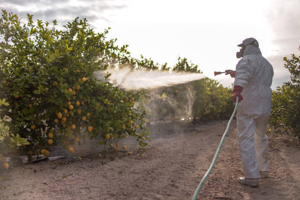 Best Bed Bug Extermination  in Brown City, MI