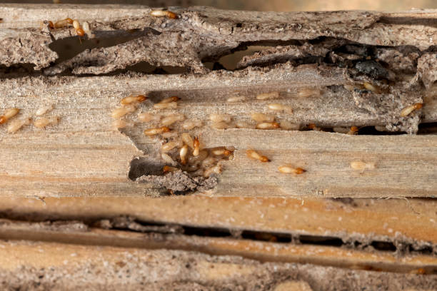 Best Pest Inspection Near Me  in Brown City, MI